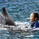 夏限定開催　イルカと泳ごう！『Swimming with Dolphi