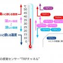 マンダム、細胞の感覚センサー「TRPチャネル」が環境