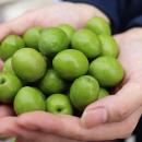 季節限定発売 夏の酷暑・秋の適度な降雨。天候に恵ま