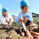 高槻市の園児が秋の味覚サツマイモ掘り体験