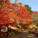 六甲高山植物園 一足早く「紅葉」が見頃！夜間開utf-8