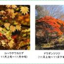 六甲高山植物園 一足早く「紅葉」が見頃！夜間開utf-8