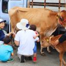 横須賀朝市に関口牧場の牛がやってくる！いちご よこ