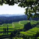 米どころ新潟県から、秋の新米情報をお届け　THEutf-8