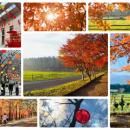 牧場ならではの紅葉を楽しむ「那須千本松牧場 紅utf-8