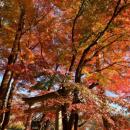 牧場ならではの紅葉を楽しむ「那須千本松牧場 紅utf-8