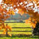 牧場ならではの紅葉を楽しむ「那須千本松牧場 紅utf-8