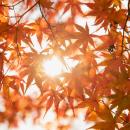 牧場ならではの紅葉を楽しむ「那須千本松牧場 紅utf-8