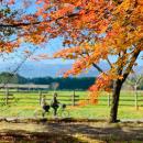 牧場ならではの紅葉を楽しむ「那須千本松牧場 紅utf-8