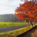 牧場ならではの紅葉を楽しむ「那須千本松牧場 紅utf-8