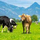 swiss meat、日本市場に向けた2026年の戦略計画を発表