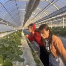 人気の収穫体験に新たな体験施設「すとろべりーはんと