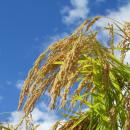 高市早苗総理は５日の記者会見で食料安全保障につ...