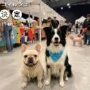 愛犬に合うグッズを選べる体験型マルシェ「わたしのワ