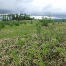 MNインターファッション株式会社、三井物産フォレスト