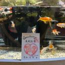 バレンタイン特別展～尾びれがハート！ブリストル朱文