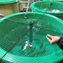 昆虫を10％配合したマダイ用のエサで水槽試験を開始