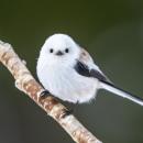 シマエナガを探しに冬の支笏湖を散策――「しこつ湖 鶴