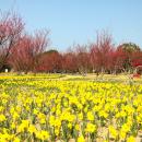 セイヨウスイセン、ウメ見頃【国営海の中道海浜公園】