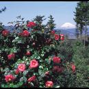 「つばき観賞会」静岡・伊東市　小室山公園つばutf-8