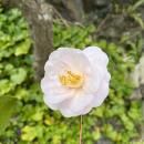 「つばき観賞会」静岡・伊東市　小室山公園つばutf-8