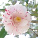 「つばき観賞会」静岡・伊東市　小室山公園つばutf-8