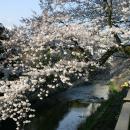 伊東市のソメイヨシノが見頃へ　市内3カ所の桜名utf-8