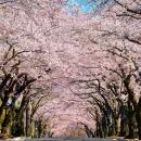 伊東市のソメイヨシノが見頃へ　市内3カ所の桜名utf-8