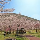 伊東市のソメイヨシノが見頃へ　市内3カ所の桜名utf-8