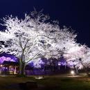 伊東市のソメイヨシノが見頃へ　市内3カ所の桜名utf-8