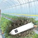 ”勘と経験”からの脱却！水やりと肥料の最適なタイミン