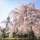 【第１０回】横浜の街を“丸ごと花でジャック”『ガーデ