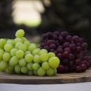 ATGAが「FOODEX JAPAN 2026」に出展 ～品種制限撤廃を