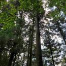 ミツカン、半世紀の森林経営を未来へ　保有林CO2吸収