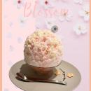 満開の桜を一杯に。春限定かき氷「さくら ～ホワイト