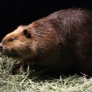 水族館アトアに 『アメリカビーバー』 がもう1頭やっ