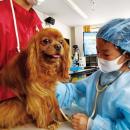 【こどもの休日の過ごし方】現役の獣医に学ぶ職業体験