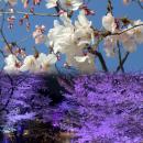 新宿中央公園の桜・夜桜ライトアップ