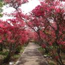 小室山公園つつじ観賞会～小室山公園を彩る真っutf-8