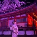 【京都・春の体験】世界遺産・醍醐寺の夜桜を、艶やか