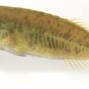 学術上“存在しない魚”だった希少淡水魚ムサシトutf-8