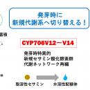 発達段階に応じたリグナン代謝制御機構を解明