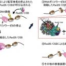 染色体上で遺伝子読み取りとDNA修復をつなぐ分子utf-8