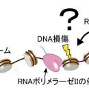 染色体上で遺伝子読み取りとDNA修復をつなぐ分子utf-8