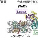 染色体上で遺伝子読み取りとDNA修復をつなぐ分子utf-8