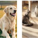 愛犬・愛猫の健康のサインを、毛並み・毛づや・utf-8