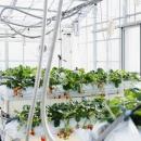 「ごみ処理施設で生じる燃焼ガス中のCO2をイチゴ栽培