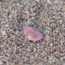 【鎌倉・由比ヶ浜】体験後に「桜貝が拾える海を残した