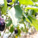 泉州水なすピクルスが食べ放題！いずみピクルス、SON 