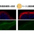 エネルギーを燃やす「ベージュ脂肪細胞」が肌のバリア